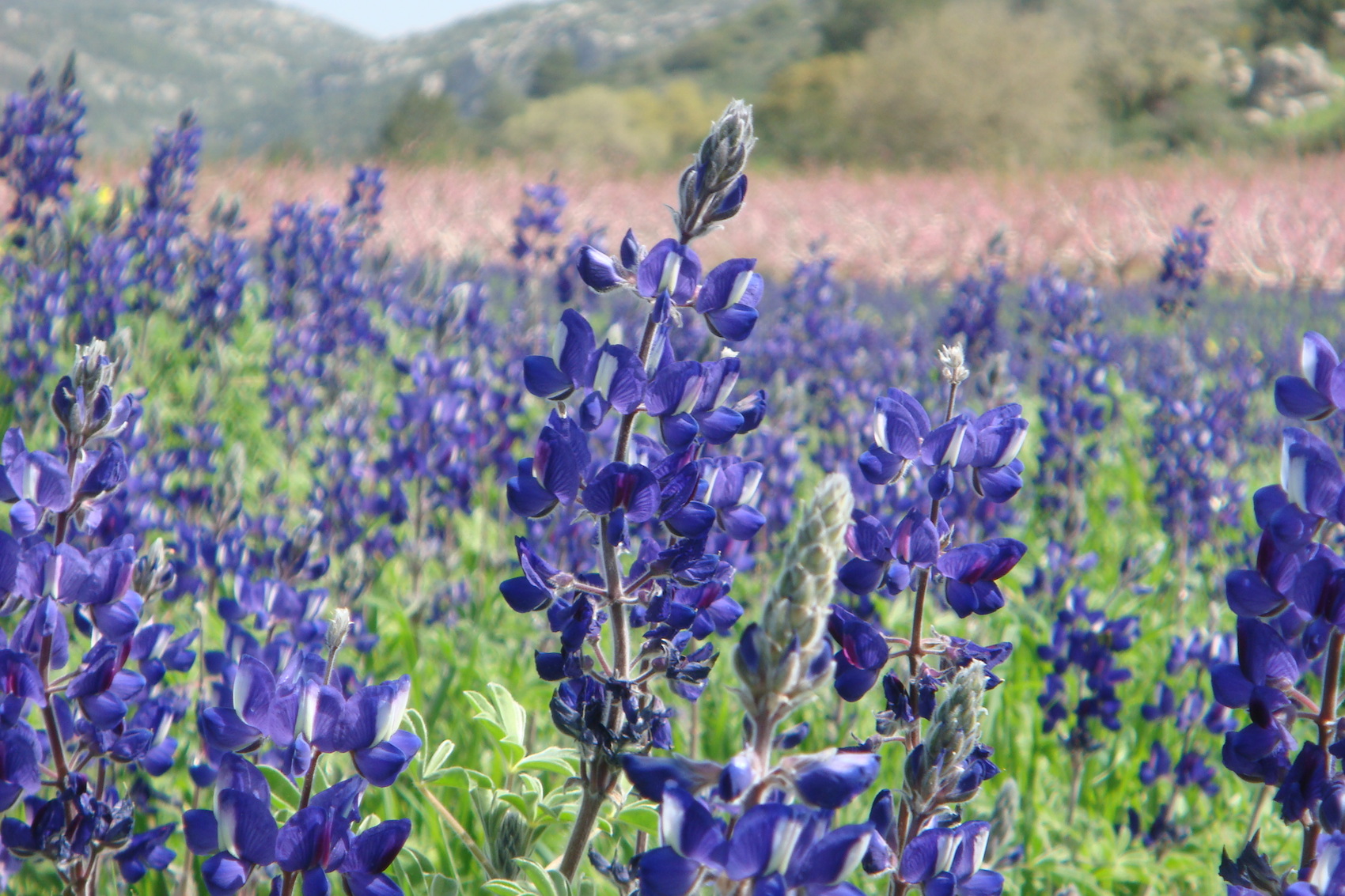 תורמוס ההרים
