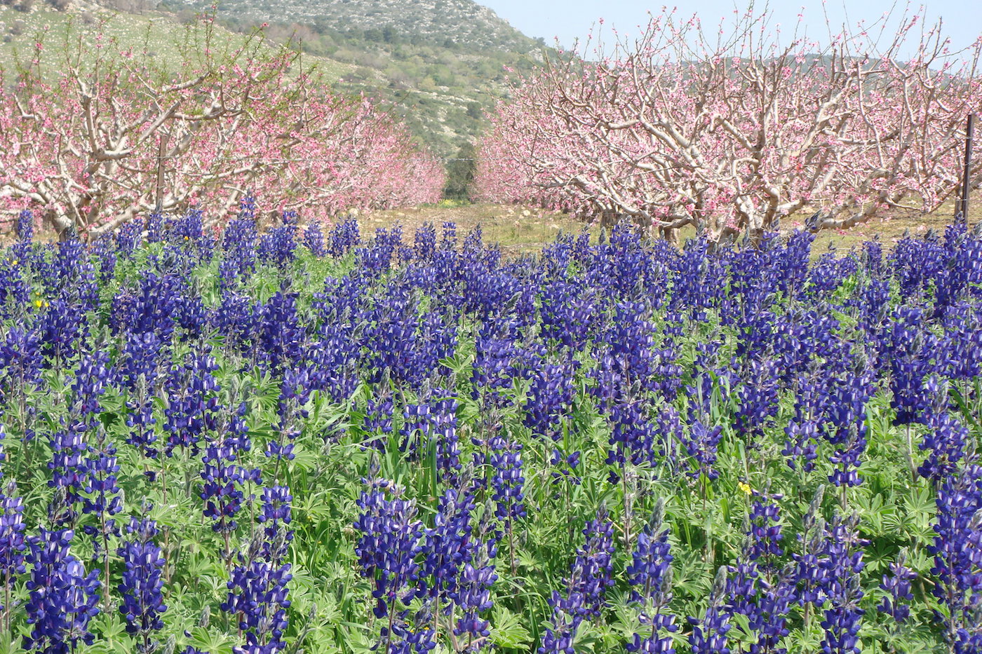 תורמוס ההרים 3