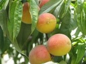  צילום: https://he.wikipedia.org/wiki/%D7%A7%D7%95%D7%91%D7%A5:Prunus_persica-Jerusalem-Fruits.jpg