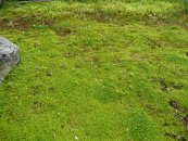  צילום: By Liné1 (Own work Picture taken with my Panasonic DMC TZ3) [GFDL (http://www.gnu.org/copyleft/fdl.html) or CC BY-SA 3.0 (https://creativecommons.org/licenses/by-sa/3.0)], via Wikimedia Commons