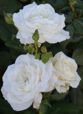 ורד קלאוס דלבי™
