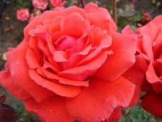 ורד פרגרנט קלאוד