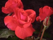  צילום: משתלת ורדים - קרן צור