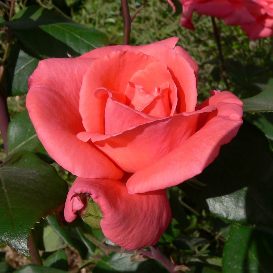 ורד הרמוני