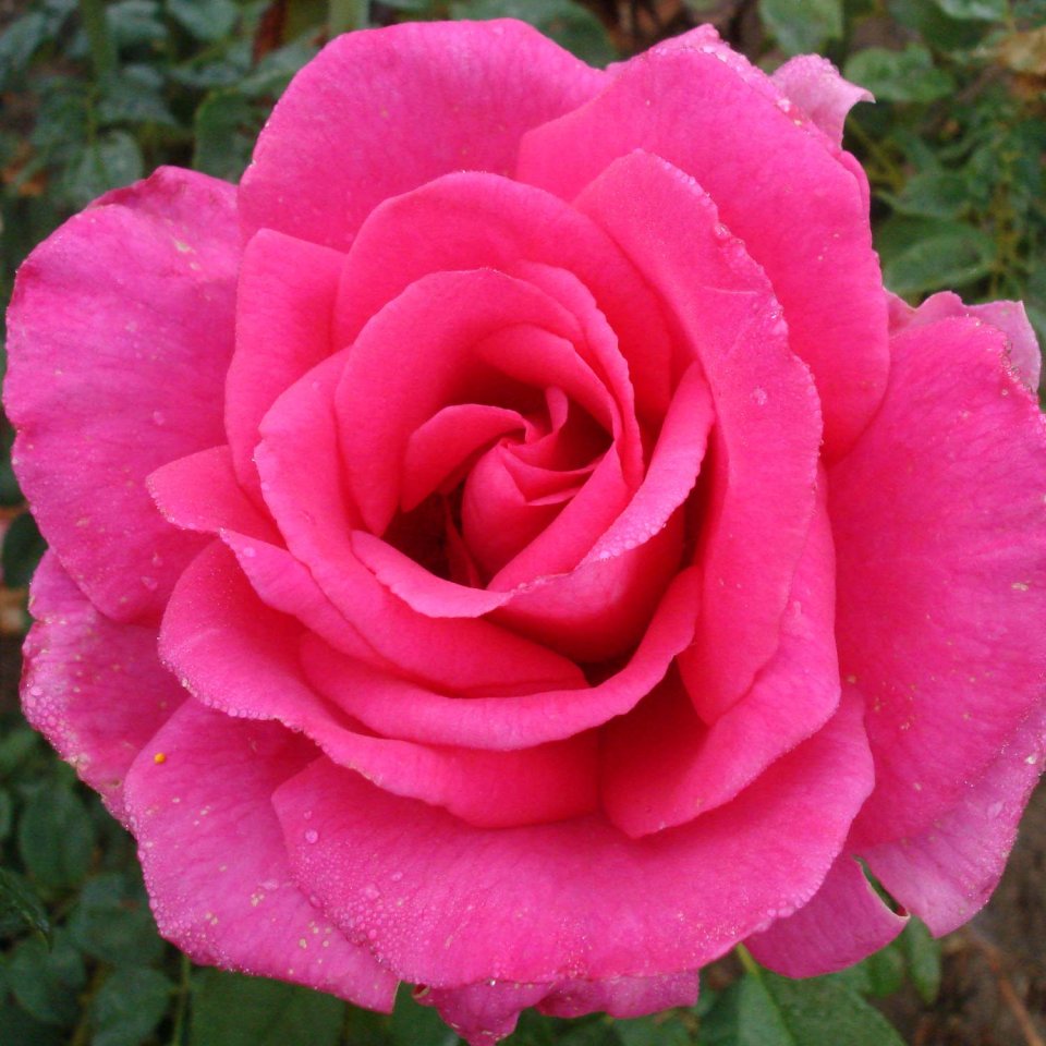 ורד פרולה ™