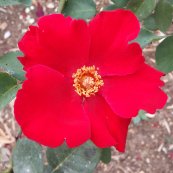 ורד אלטיסימו