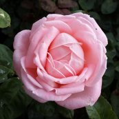 ורד רחל™