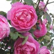 ורד לואיס אודייר