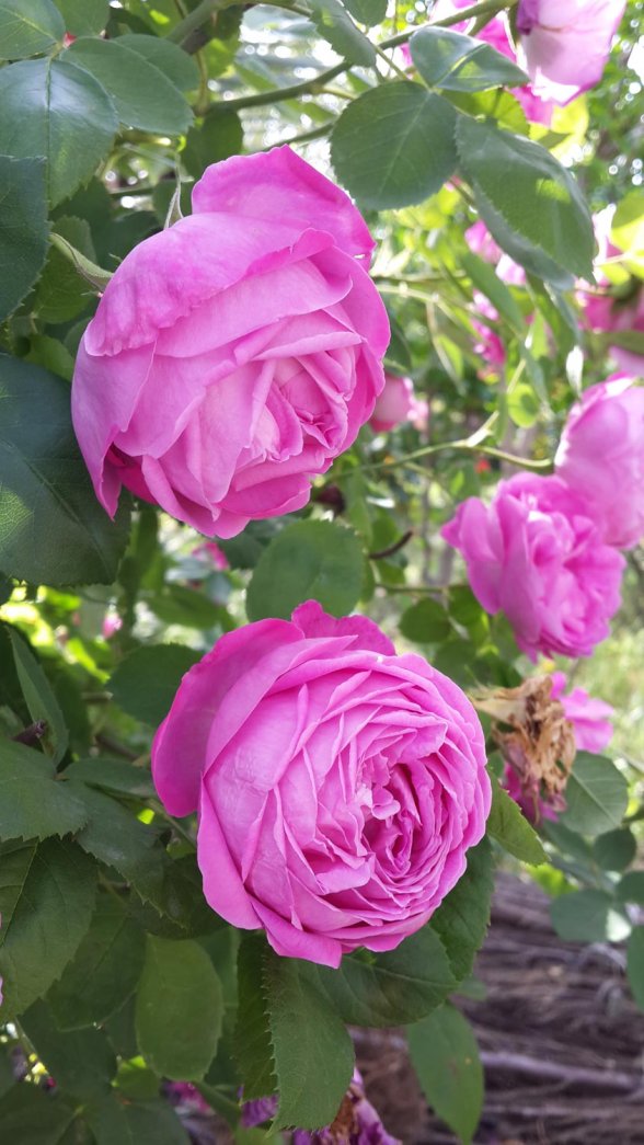 ורד קונט דה שמבור