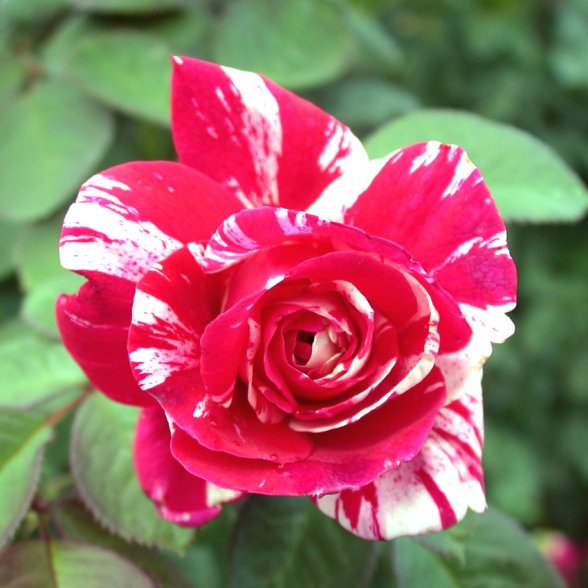 ורד פורפל טייגר