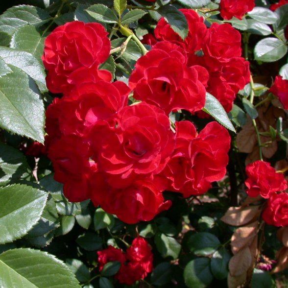 ורד סקארלט מיידילנד