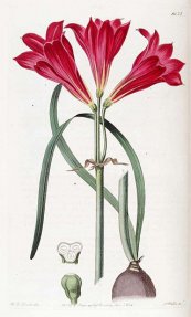 צילום: CC-PD-Mark, Edwards's Botanical Register, vol. 19, PD-Art (PD-old)