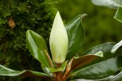  צילום: Close-ups of Magnolia grandiflora flowers, GFDL, License migration completed