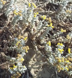 לבנונית ימית