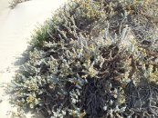  צילום: זרעים מציון