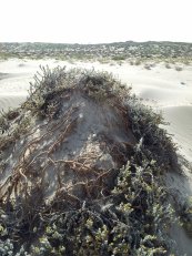  צילום: זרעים מציון