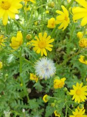  צילום: זרעים מציון