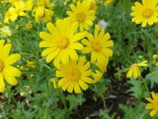 סביון אביבי