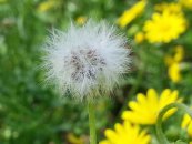  צילום: זרעים מציון