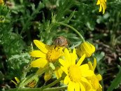  צילום: זרעים מציון