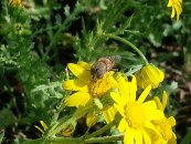  צילום: זרעים מציון