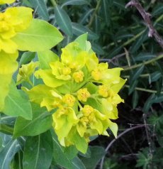 חלבלוב מגובשש