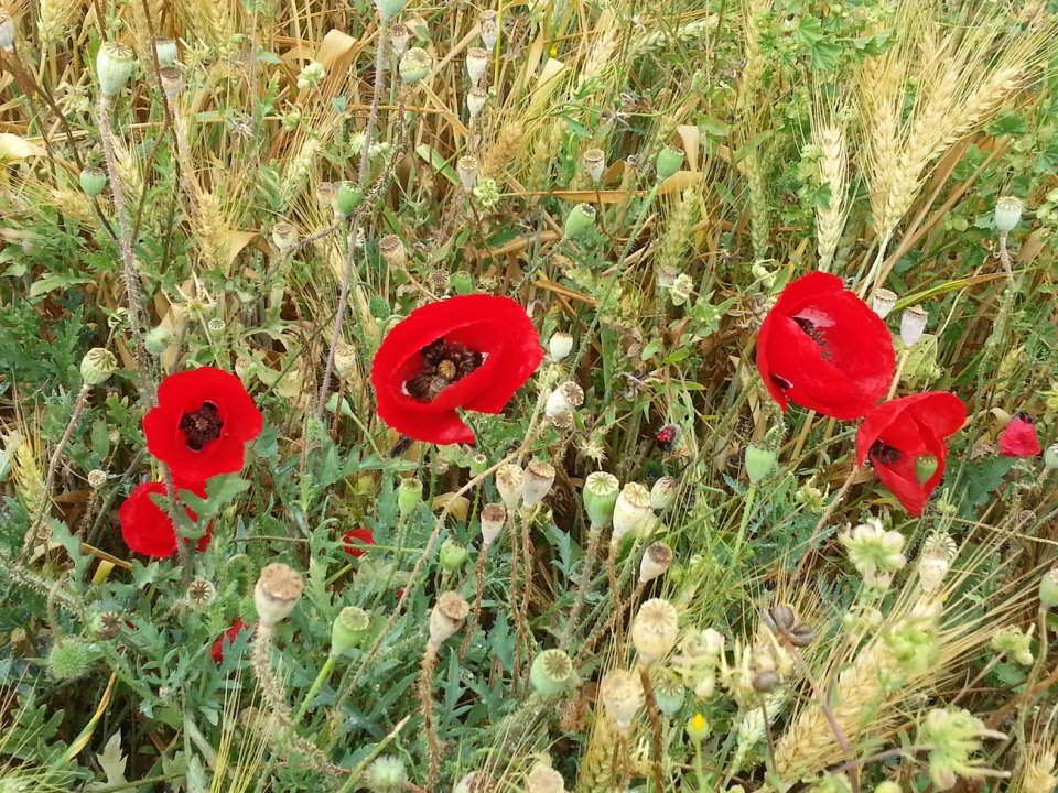 פרג אגסני - Papaver subpiriforme