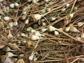  צילום: זרעים מציון