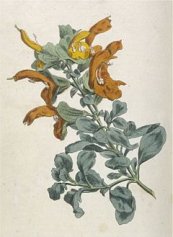  צילום: Author died more than 100 years ago public domain images, CC-PD-Mark, Salvia africana-lutea