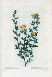  צילום: http://es.wikipedia.org/wiki/Jasminum_fruticans#mediaviewer/Archivo:28_Jasminum_fruticans_par_Pierre-Joseph_Redout%C3%A9.jpeg