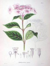  צילום: CC-PD-Mark, Flora Japonica, Hydrangea macrophylla cultivars