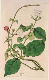  צילום: Botanical Register, vol. 1, CC-PD-Mark, Jasminum sambac
