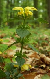  צילום: CC-BY-SA-2.5,2.0,1.0, GFDL, Lamiastrum galeobdolon