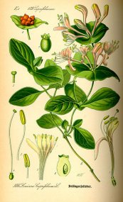  צילום: CC-PD-Mark, Lonicera botanical illustrations, Lonicera caprifolium