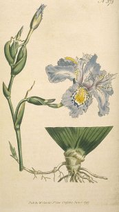  צילום: http://commons.wikimedia.org/wiki/File:Iris-japonica.jpg