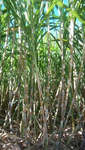  צילום: PD USDA, Sugar cane