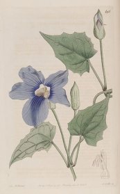  צילום: By Ker Gawler (Botanical Regerister 6: t. 494. 1820.) [Public domain], via Wikimedia Commons