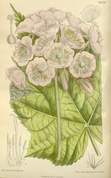 דומביאה כלאנתה