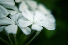 עופרית הכף 'לבן'