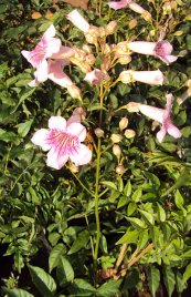  צילום: By Vinayaraj (Own work) [CC-BY-SA-3.0 (http://creativecommons.org/licenses/by-sa/3.0)], via Wikimedia Commons