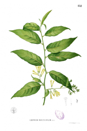  צילום: http://en.wikipedia.org/wiki/File:Cestrum_nocturnum_Blanco1.151.png