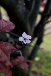  צילום: By Yoko Nekonomania (Flower, 