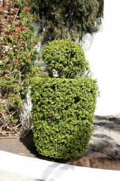  צילום: By Frank Vincentz (Own work) [GFDL (http://www.gnu.org/copyleft/fdl.html) or CC-BY-SA-3.0 (http://creativecommons.org/licenses/by-sa/3.0)], via Wikimedia Commons