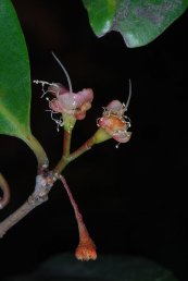  צילום: http://en.wikipedia.org/wiki/File:Syzygium_paniculatum_02_Pengo.jpg