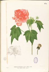  צילום: By Francisco Manuel Blanco (O.S.A.) [Public domain], via Wikimedia Commons