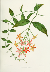  צילום: By Lena Lowis [Public domain], via Wikimedia Commons