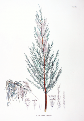 צילום: By Philipp Franz von Siebold and Joseph Gerhard Zuccarini (Flora Japonica, Sectio Prima (Tafelband).) [Public domain], via Wikimedia Commons