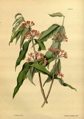  צילום: By John Lindley and Joseph Paxton, drawing by L. A. L. Constans (Paxton's Flower Garden, volume 2, plate 41) [Public domain], via Wikimedia Commons