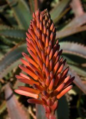 אלוי עצי Aloe arborescens, סירטון
