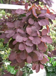 קוטינוס מזרחי 'סגול מלכותי'